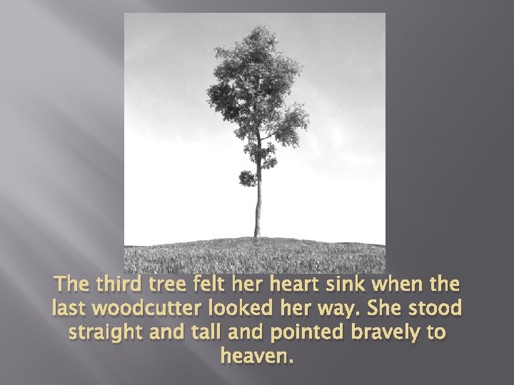 The third tree felt her heart sink when the last woodcutter looked her way.