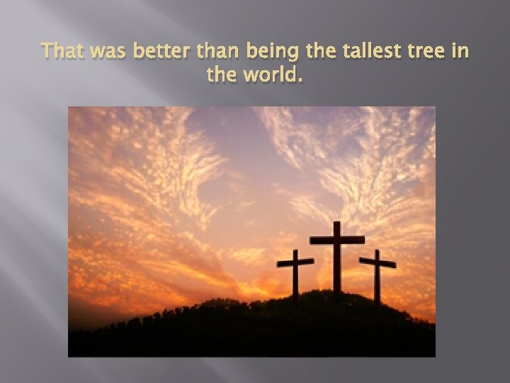 That was better than being the tallest tree in the world. That was better than being the tallest tree in the world.