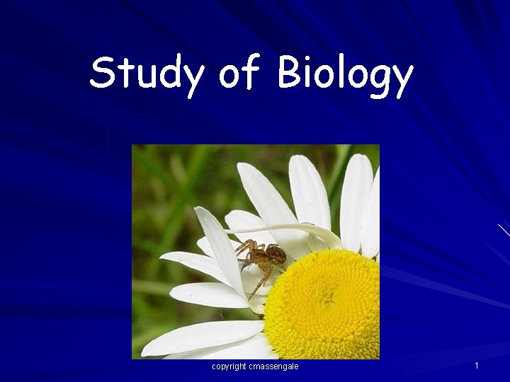 Study of Biology copyright cmassengale 1 