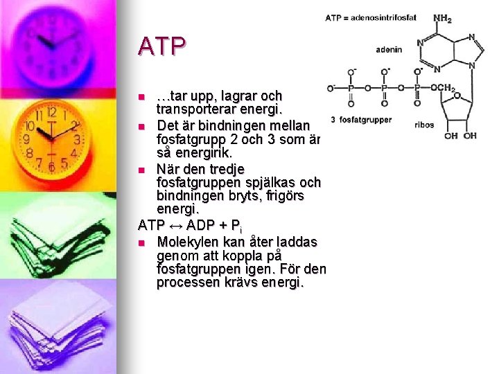 ATP …tar upp, lagrar och transporterar energi. n Det är bindningen mellan fosfatgrupp 2