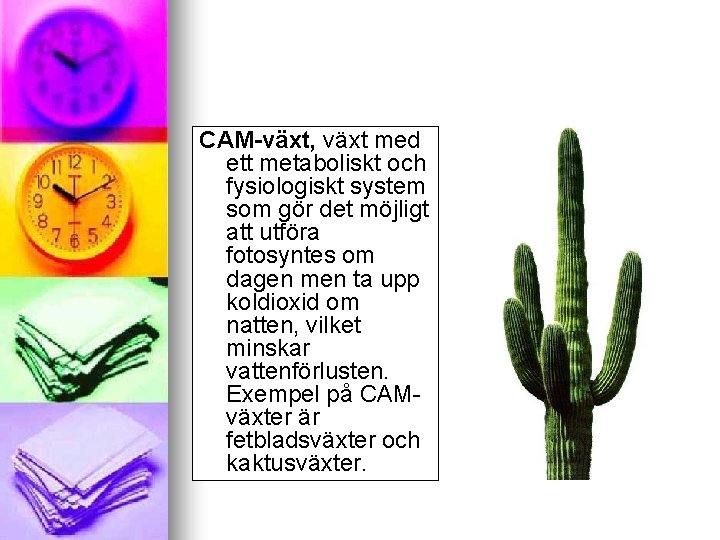 CAM-växt, växt med ett metaboliskt och fysiologiskt system som gör det möjligt att utföra