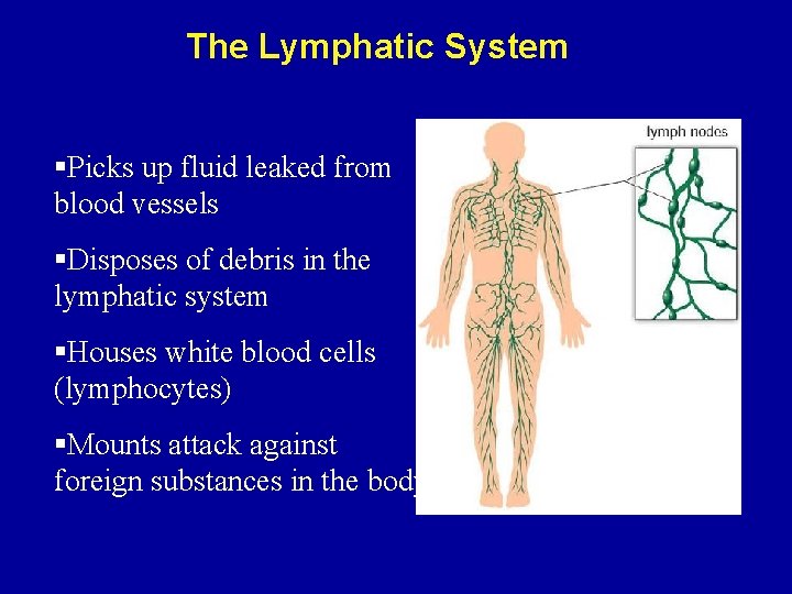The Lymphatic System §Picks up fluid leaked from blood vessels §Disposes of debris in