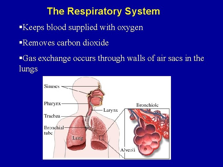 The Respiratory System §Keeps blood supplied with oxygen §Removes carbon dioxide §Gas exchange occurs