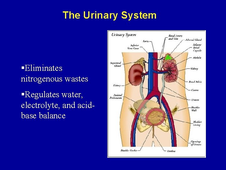 The Urinary System §Eliminates nitrogenous wastes §Regulates water, electrolyte, and acidbase balance 