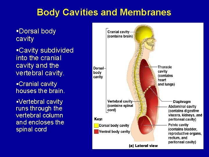 Body Cavities and Membranes §Dorsal body cavity §Cavity subdivided into the cranial cavity and