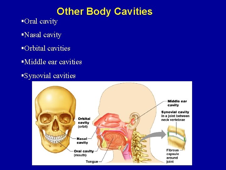 Other Body Cavities §Oral cavity §Nasal cavity §Orbital cavities §Middle ear cavities §Synovial cavities