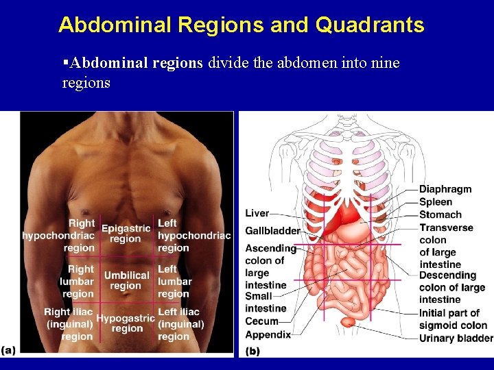 Abdominal Regions and Quadrants §Abdominal regions divide the abdomen into nine regions 