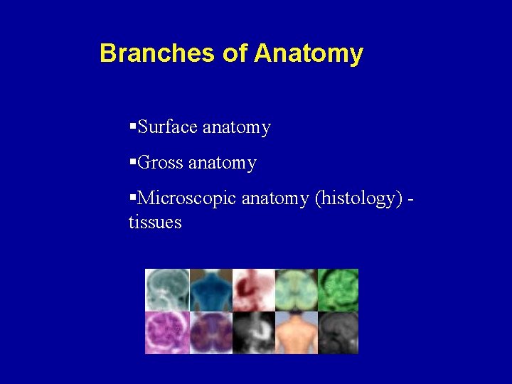 Branches of Anatomy §Surface anatomy §Gross anatomy §Microscopic anatomy (histology) - tissues 