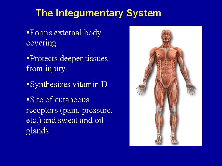 The Integumentary System §Forms external body covering §Protects deeper tissues from injury §Synthesizes vitamin