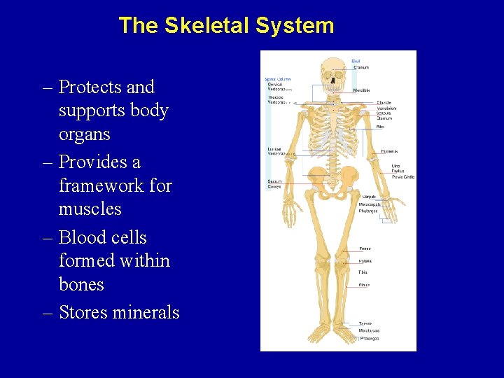 The Skeletal System – Protects and supports body organs – Provides a framework for