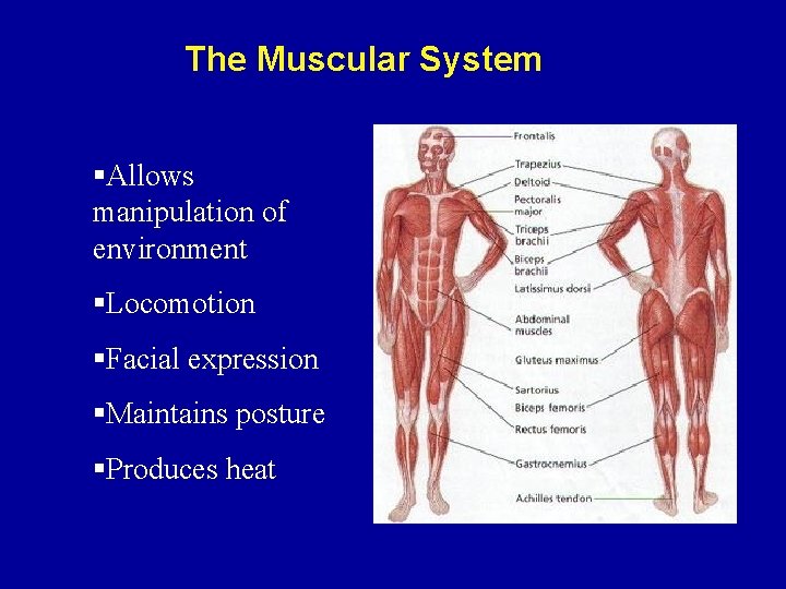 The Muscular System §Allows manipulation of environment §Locomotion §Facial expression §Maintains posture §Produces heat