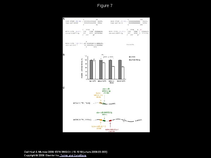 Figure 7 Cell Host & Microbe 2009 5376 -385 DOI: (10. 1016/j. chom. 2009.