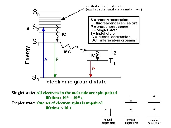 Singlet state: All electrons in the molecule are spin-paired lifetime: 10 -5 – 10