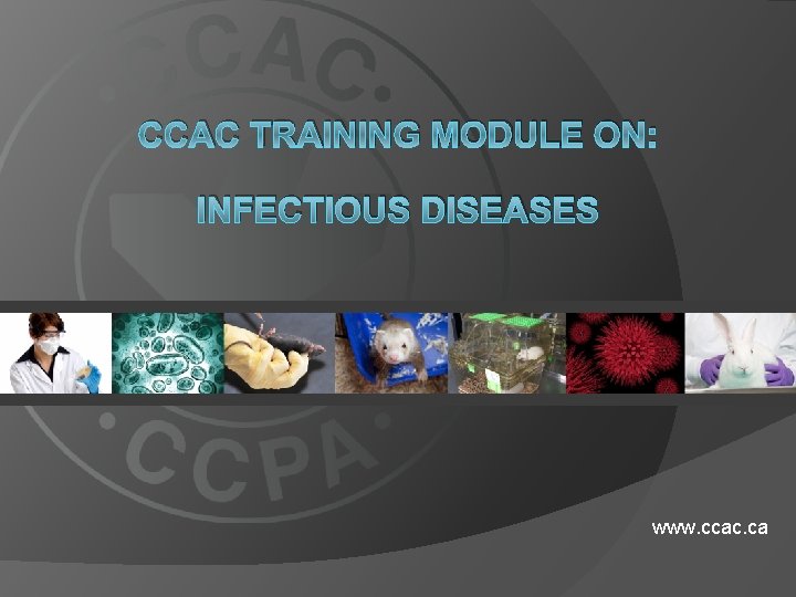 CCAC TRAINING MODULE ON: INFECTIOUS DISEASES www. ccac. ca 