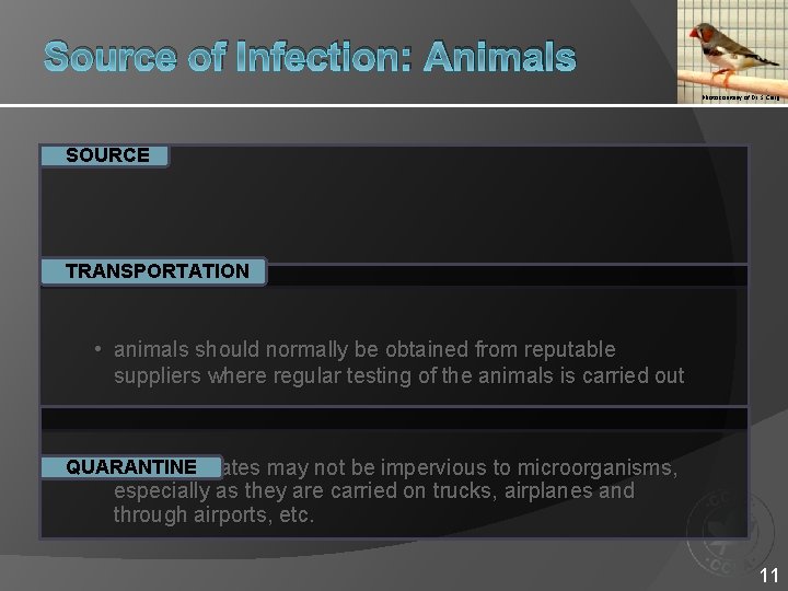 Source of Infection: Animals Photo courtesy of Dr. S. Craig SOURCE TRANSPORTATION • animals