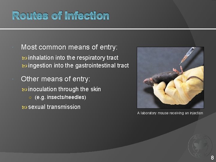 Routes of Infection Most common means of entry: inhalation into the respiratory tract ingestion