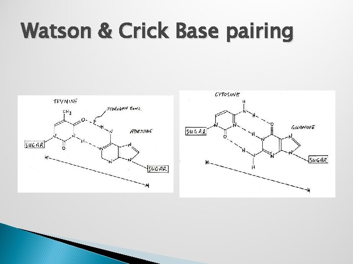 Watson & Crick Base pairing 