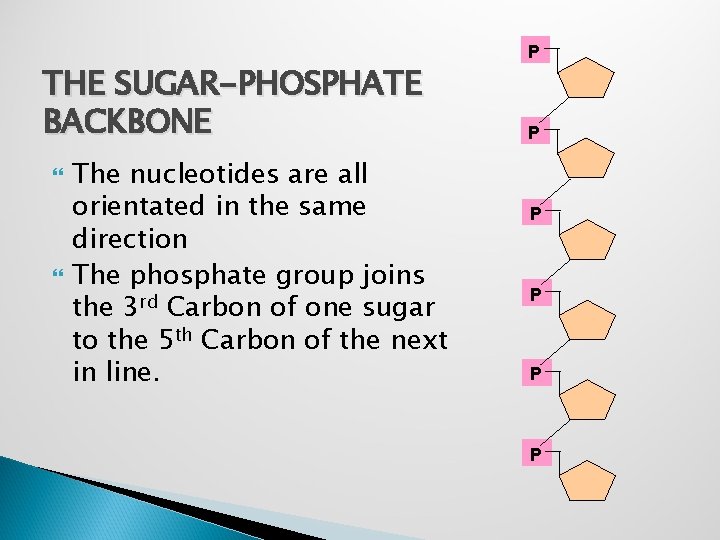 THE SUGAR-PHOSPHATE BACKBONE The nucleotides are all orientated in the same direction The phosphate