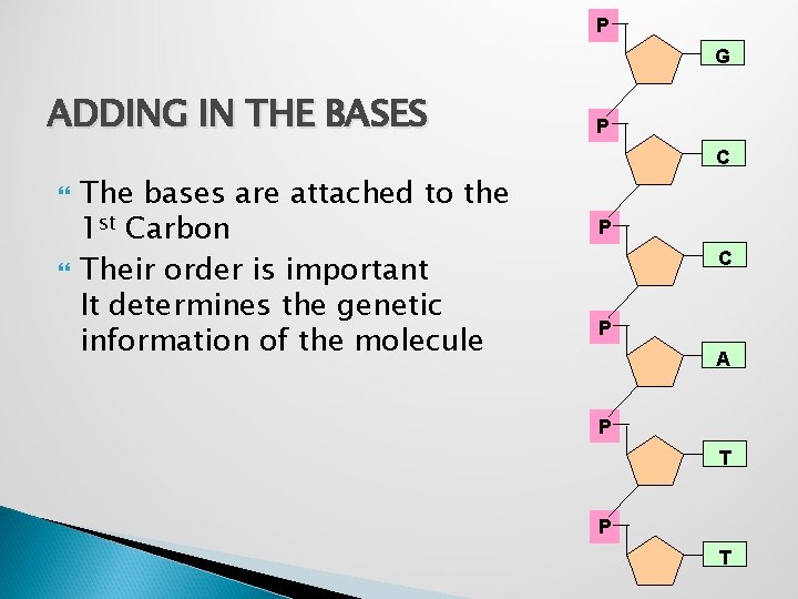 P G ADDING IN THE BASES P C The bases are attached to the