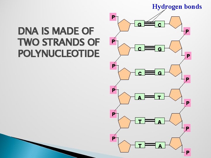 Hydrogen bonds P DNA IS MADE OF TWO STRANDS OF POLYNUCLEOTIDE G C P
