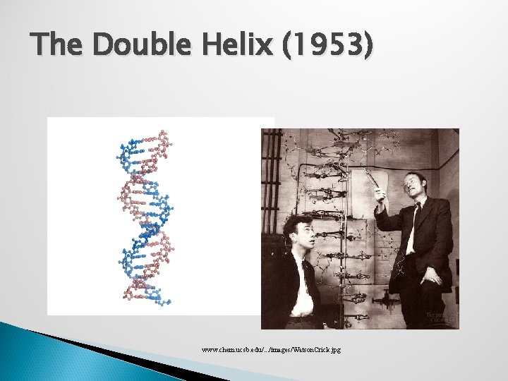 The Double Helix (1953) www. chem. ucsb. edu/. . . /images/Watson. Crick. jpg 