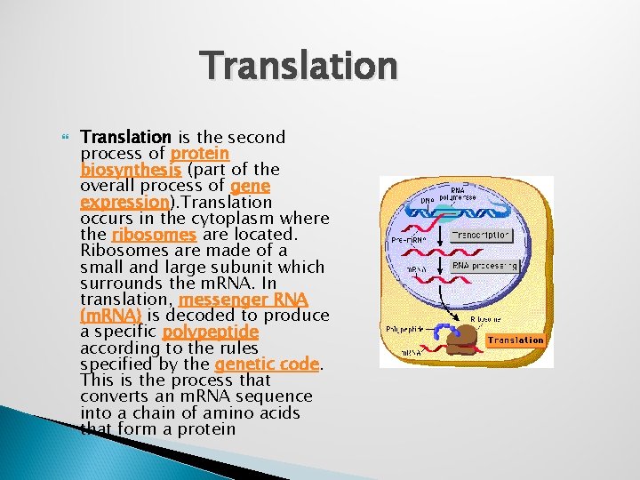 Translation is the second process of protein biosynthesis (part of the overall process of