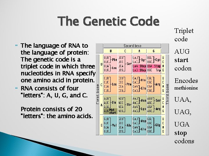 The Genetic Code The language of RNA to the language of protein: The genetic