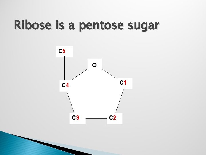 Ribose is a pentose sugar C 5 O C 1 C 4 C 3