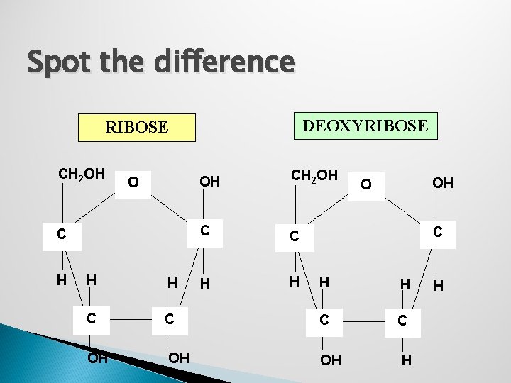 Spot the difference DEOXYRIBOSE CH 2 OH O C H H H C OH