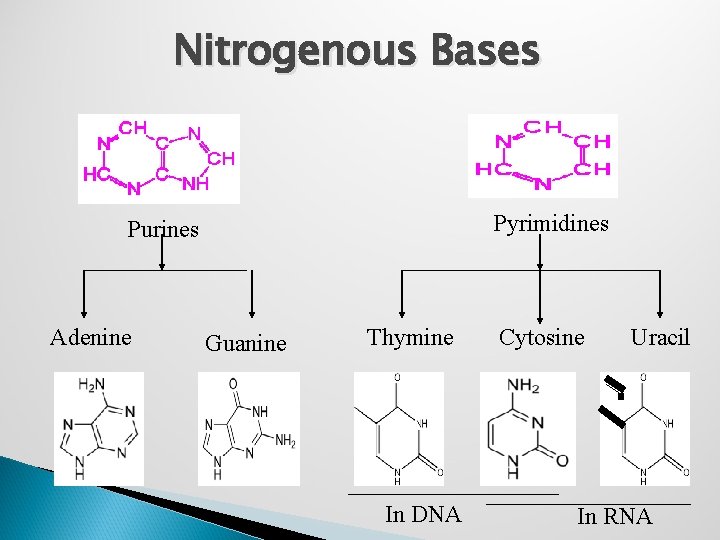 Nitrogenous Bases Pyrimidines Purines Adenine Guanine Thymine In DNA Cytosine Uracil In RNA 