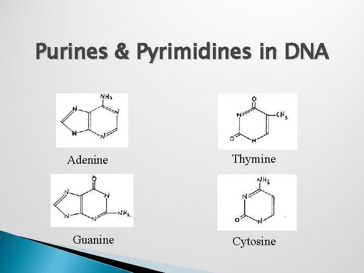 Purines & Pyrimidines in DNA Adenine Guanine Thymine Cytosine 