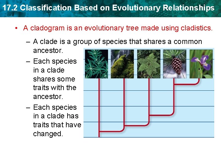 17. 2 Classification Based on Evolutionary Relationships • A cladogram is an evolutionary tree