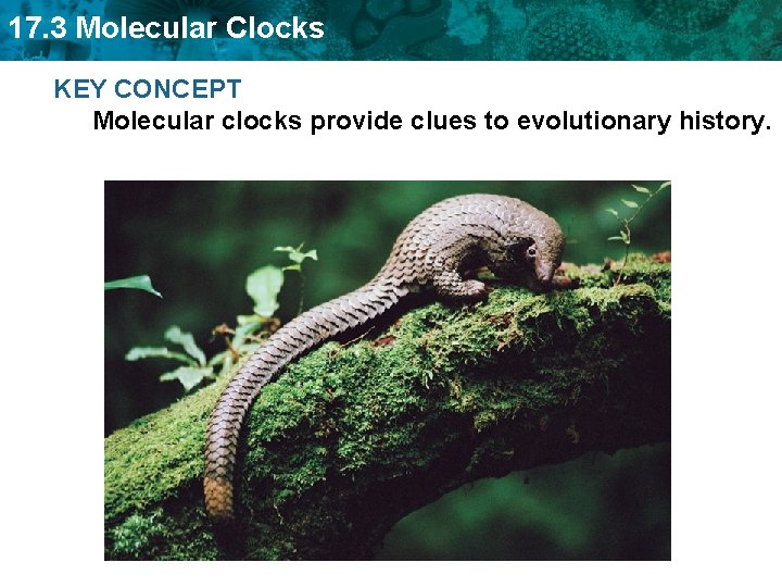 17. 3 Molecular Clocks KEY CONCEPT Molecular clocks provide clues to evolutionary history. 