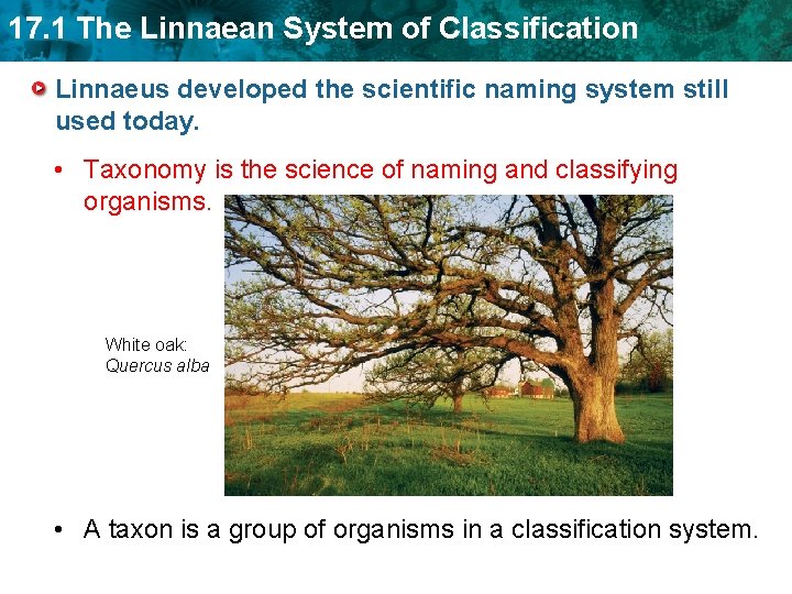 17. 1 The Linnaean System of Classification Linnaeus developed the scientific naming system still