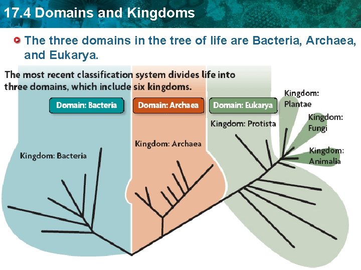 17. 4 Domains and Kingdoms The three domains in the tree of life are