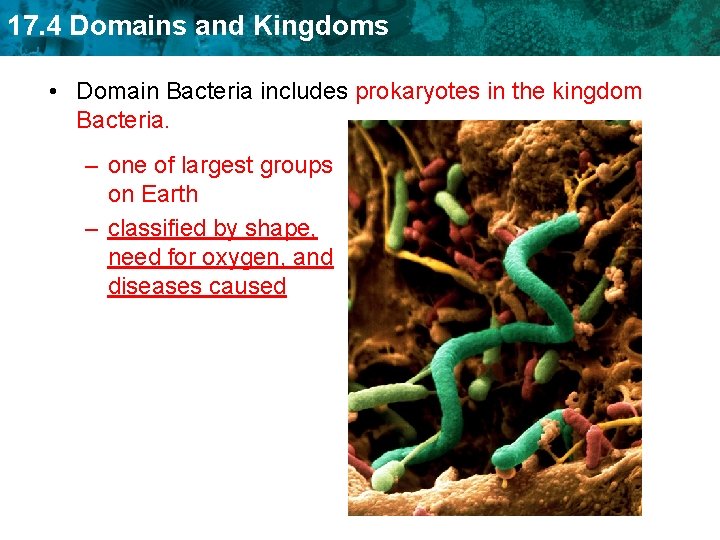 17. 4 Domains and Kingdoms • Domain Bacteria includes prokaryotes in the kingdom Bacteria.