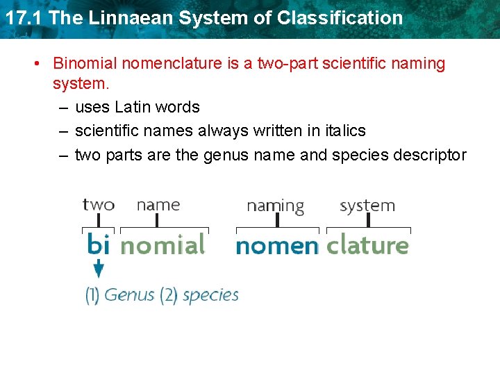 17. 1 The Linnaean System of Classification • Binomial nomenclature is a two-part scientific