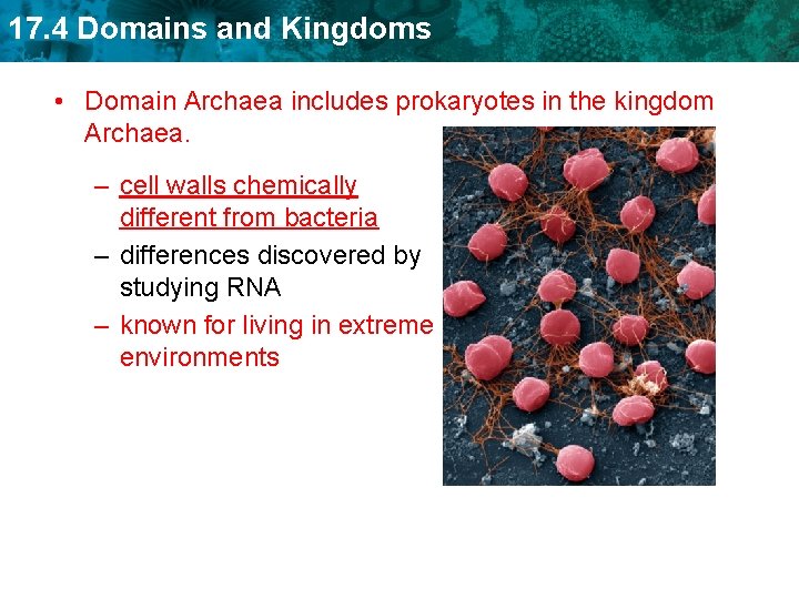 17. 4 Domains and Kingdoms • Domain Archaea includes prokaryotes in the kingdom Archaea.