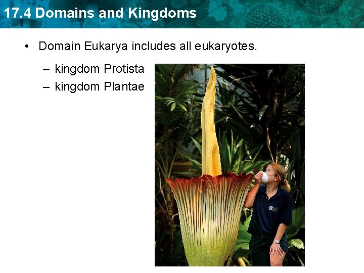 17. 4 Domains and Kingdoms • Domain Eukarya includes all eukaryotes. – kingdom Protista