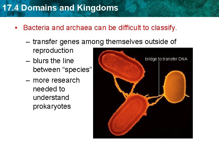 17. 4 Domains and Kingdoms • Bacteria and archaea can be difficult to classify.