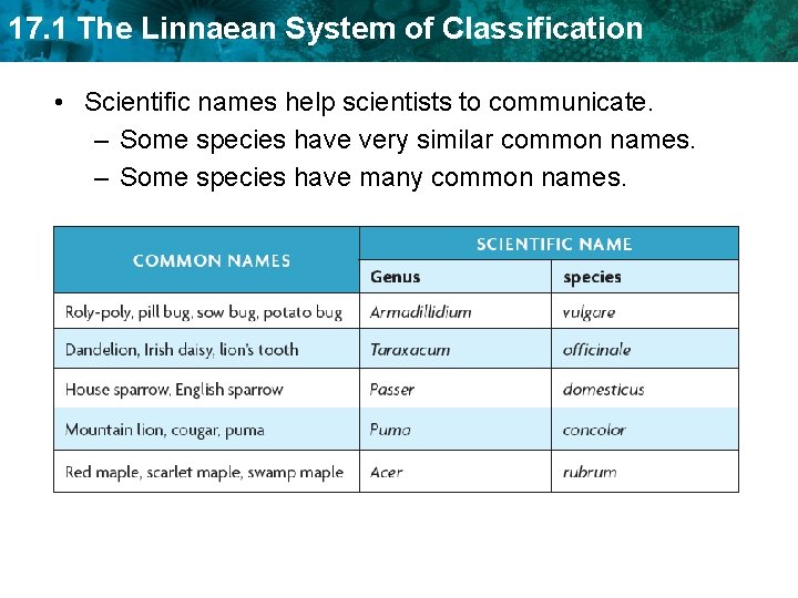 17. 1 The Linnaean System of Classification • Scientific names help scientists to communicate.