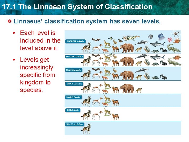 17. 1 The Linnaean System of Classification Linnaeus’ classification system has seven levels. •