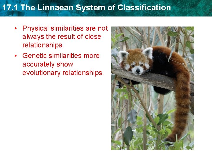 17. 1 The Linnaean System of Classification • Physical similarities are not always the