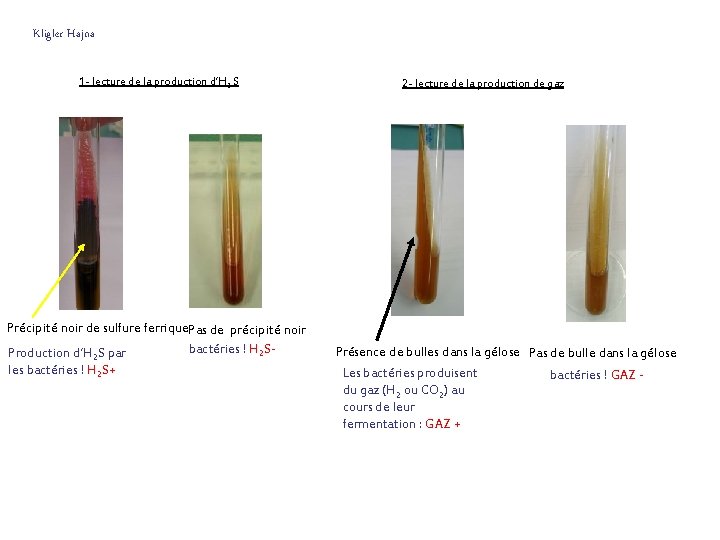 Kligler Hajna 1 - lecture de la production d’H 2 S Précipité noir de