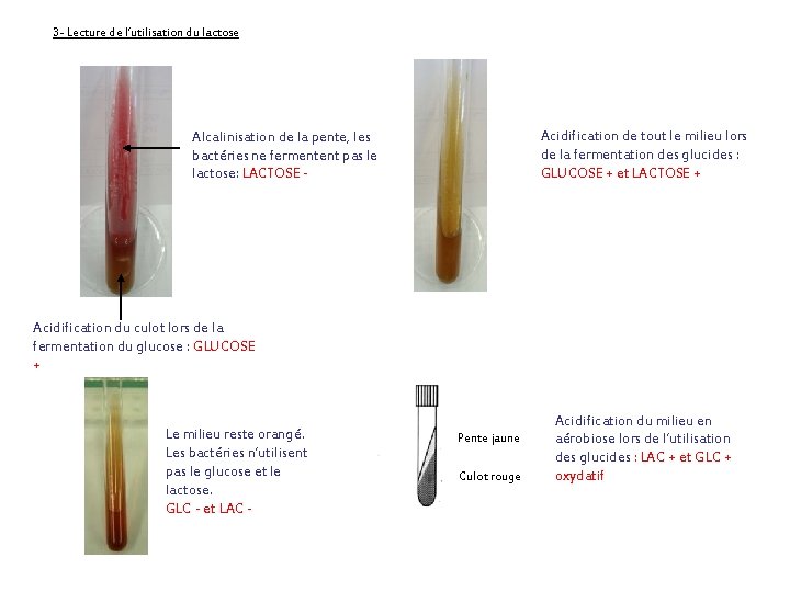 3 - Lecture de l’utilisation du lactose Acidification de tout le milieu lors de