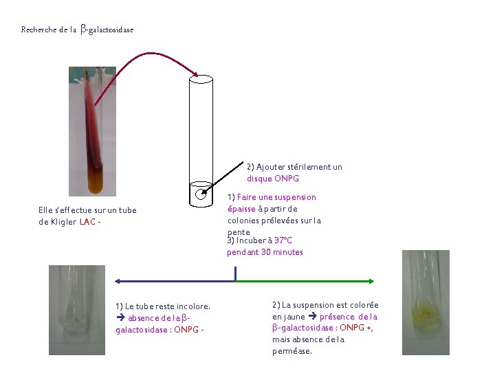 Recherche de la -galactosidase 2) Ajouter stérilement un disque ONPG Elle s’effectue sur un