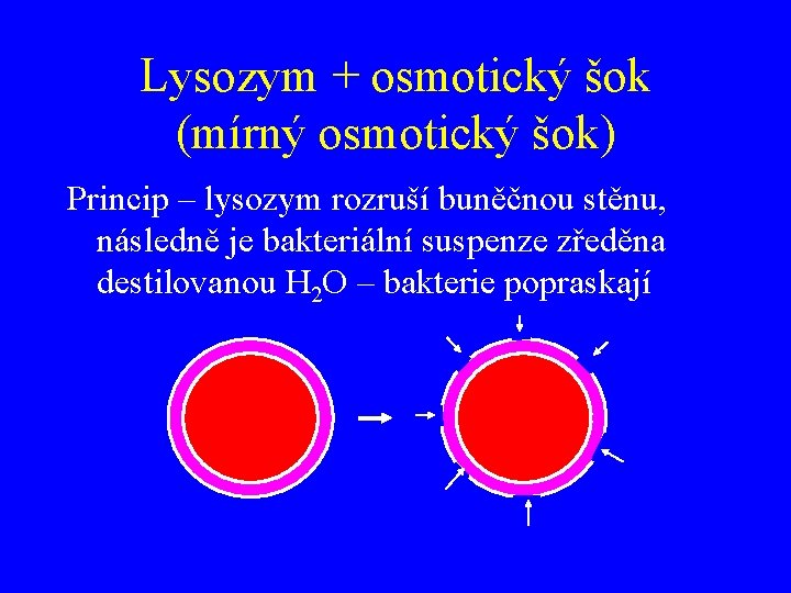 Lysozym + osmotický šok (mírný osmotický šok) Princip – lysozym rozruší buněčnou stěnu, následně