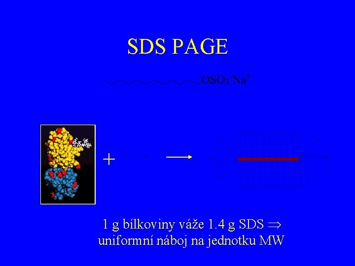 SDS PAGE + 1 g bílkoviny váže 1. 4 g SDS uniformní náboj na