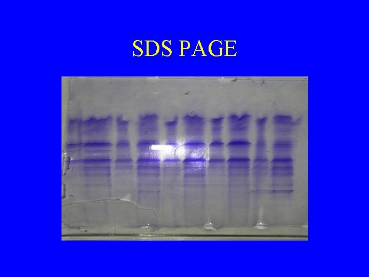 SDS PAGE 