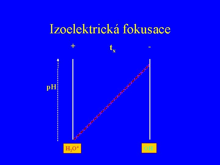 Izoelektrická fokusace + tx - p. H H 3 O+ OH- 